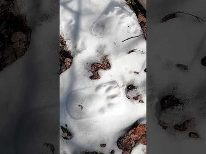 Pieds d'ours tamponneurs de neige